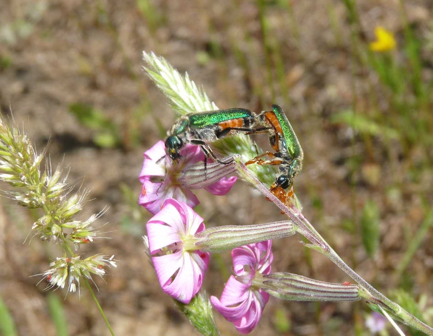 Coleoptera bello e bizzarro: Cerocoma schreberi (Meloidae)